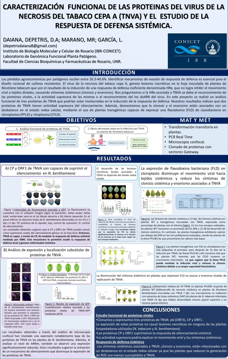 Read more about the article Caracterización funcional de las proteinas del virus de la necrosis del tabaco cepa A (TNVA) y el estudio de la respuesta de defensa sistémica.