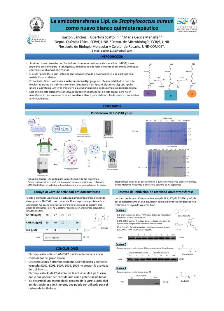 Read more about the article La amidotrasnferasa LipL de Staphylococcus aureus como nuevo blanco quimioterapéutico