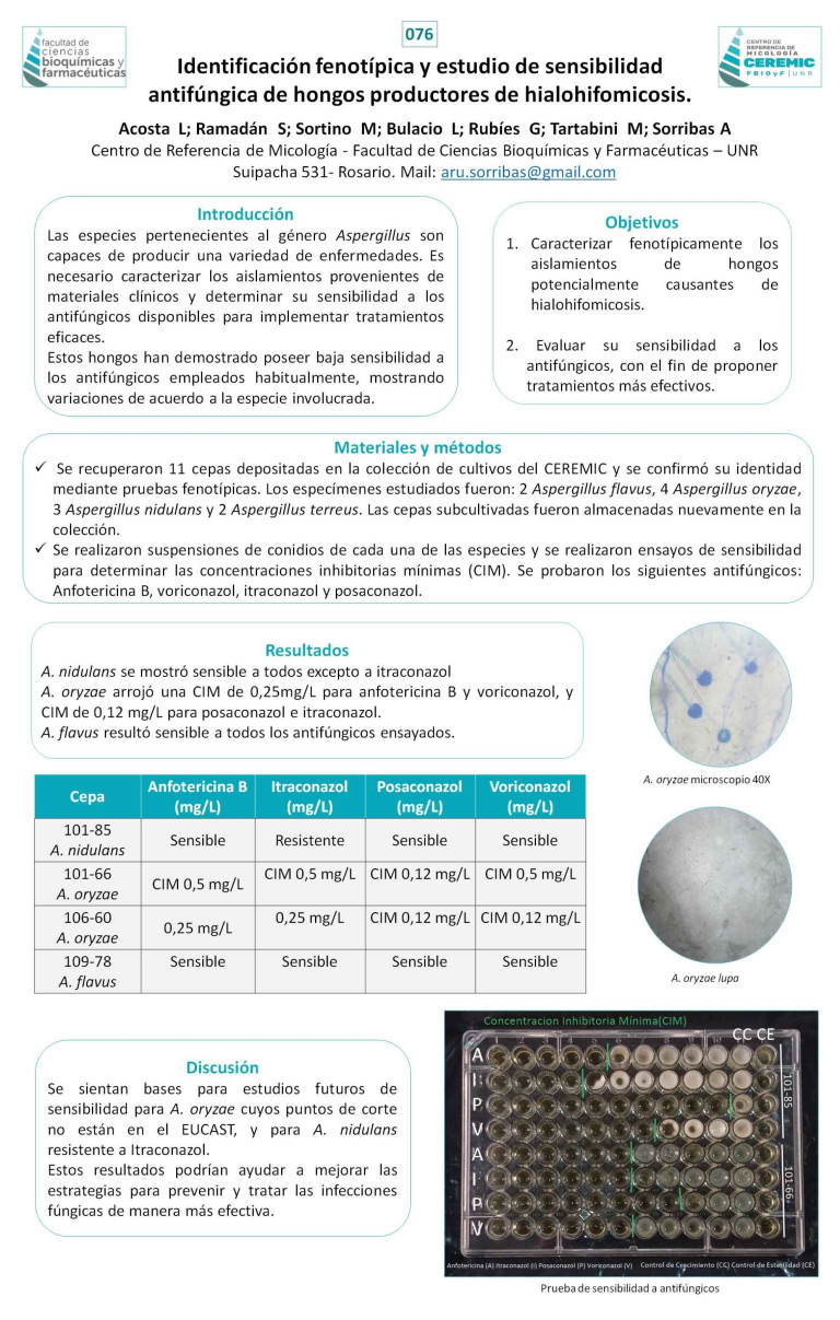 Read more about the article IDENTIFICACIÓN FENOTÍPICA Y ESTUDIO DE SENSIBILIDAD ANTIFÚNGICA DE AISLAMIENTOS DEL GÉNERO Aspergillus