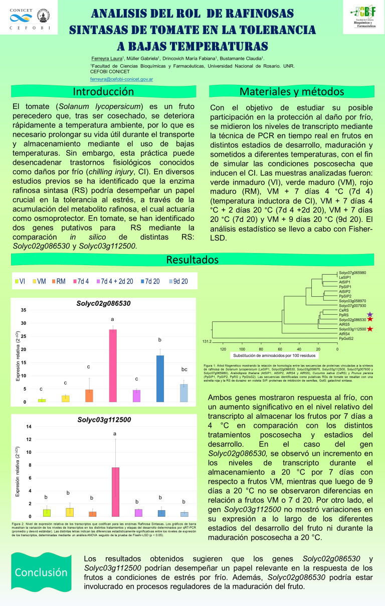 Read more about the article ANALISIS DEL ROL  DE RAFINOSAS SINTASAS DE TOMATE EN LA TOLERANCIA A BAJAS TEMPERATURAS