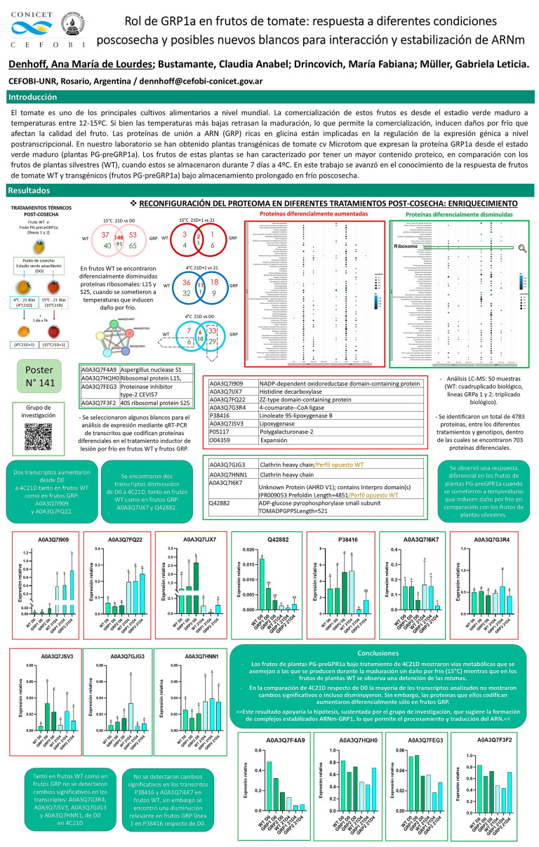 Read more about the article Rol de GRP1a en frutos de tomate: respuesta a diferentes condiciones poscosecha y posibles nuevos blancos para interacción y estabilización de mRNA.