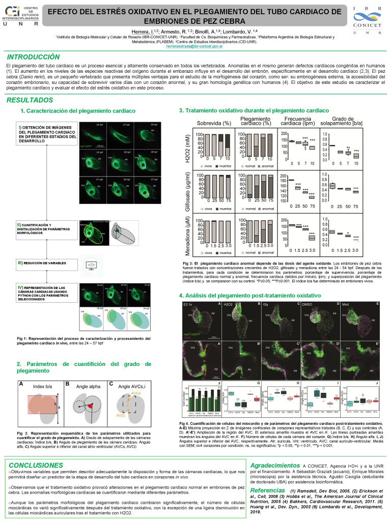 Read more about the article EFECTO DEL ESTRÉS OXIDATIVO EN EL PLEGAMIENTO DEL TUBO CARDIACO DE EMBRIONES DE PEZ CEBRA