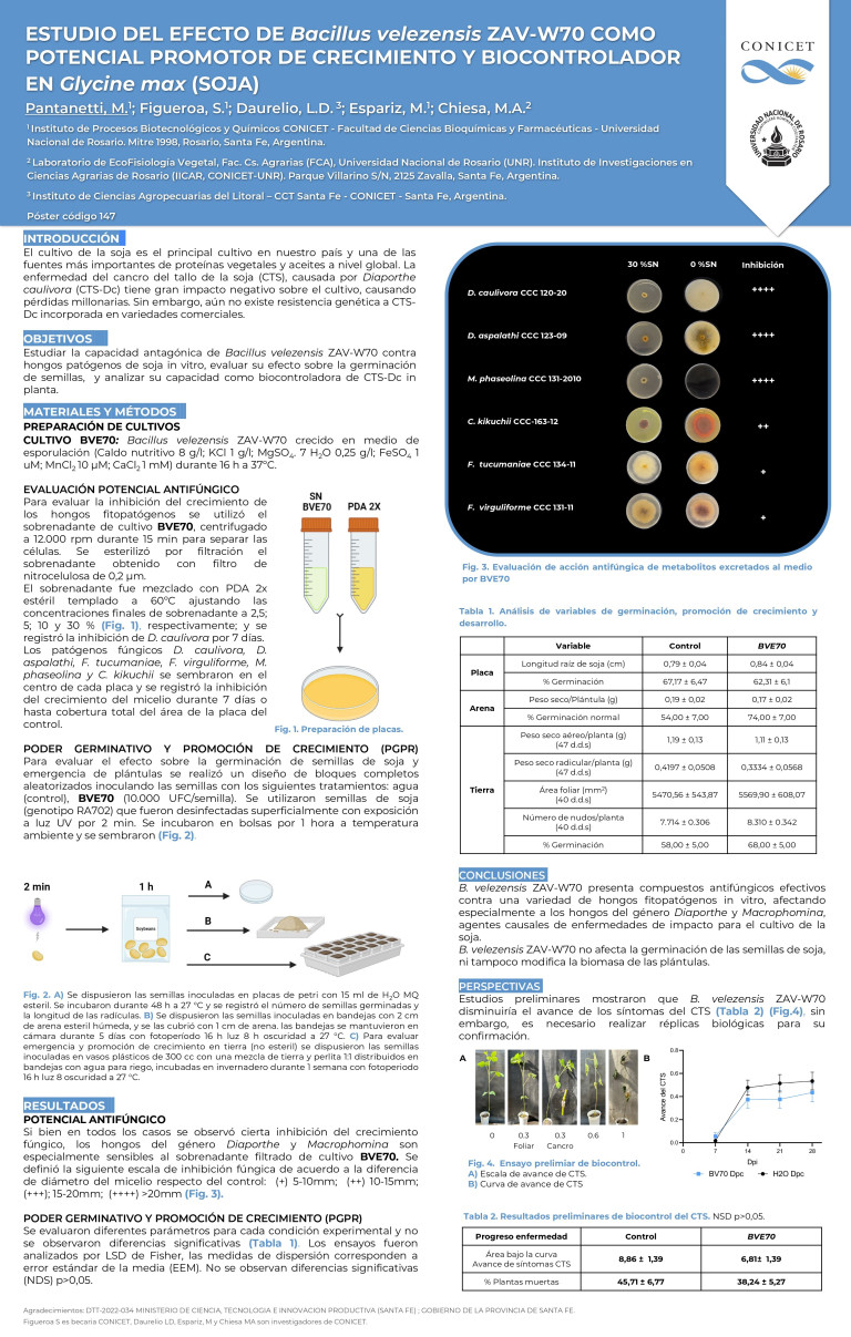 Read more about the article ESTUDIO DEL EFECTO DE Bacillus velezensis ZAV-W70 COMO POTENCIAL PROMOTOR DE CRECIMIENTO Y BIOCONTROLADOR EN Glycine max (SOJA)