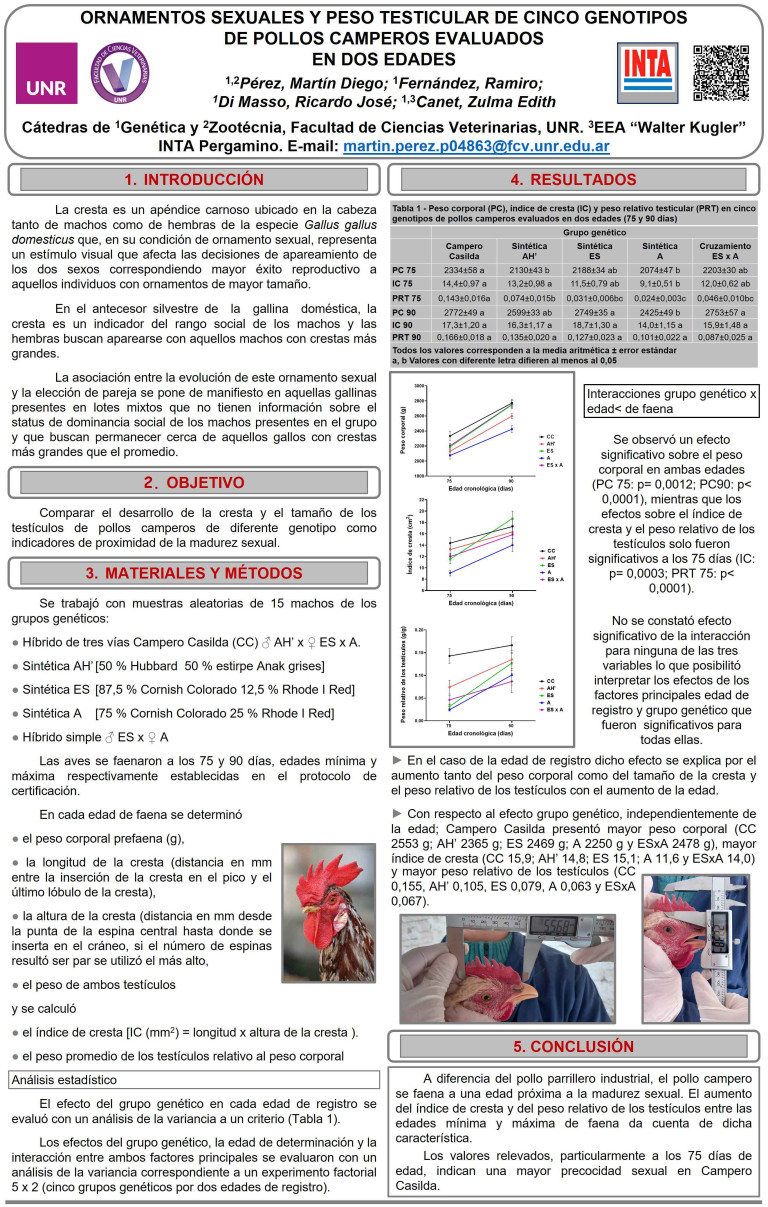 Read more about the article ORNAMENTOS SEXUALES Y PESO TESTICULAR DE CINCO GENOTIPOS DE POLLOS CAMPEROS EVALUADOS EN DOS EDADES