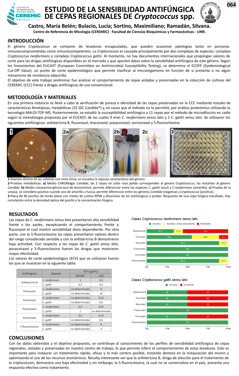 Read more about the article ESTUDIO DE LA SENSIBILIDAD ANTIFÚNGICA DE CEPAS REGIONALES DE Cryptococcus spp.