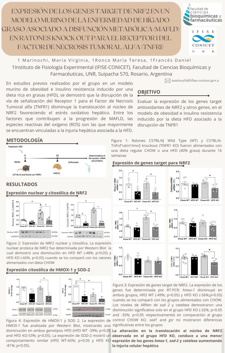 Read more about the article EXPRESIÓN DE LOS GENES TARGET DE NRF2 EN UN MODELO MURINO DE LA ENFERMEDAD DE HÍGADO GRASO ASOCIADO A DISFUNCIÓN METABÓLICA (MAFLD) EN RATONES KNOCK OUT PARA EL RECEPTOR 1 DEL FACTOR DE NECROSIS TUMORAL ALFA (TNFR1)