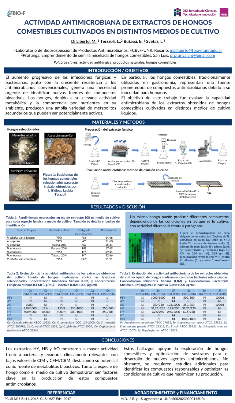 Lee más sobre el artículo ACTIVIDAD ANTIMICROBIANA DE EXTRACTOS DE HONGOS COMESTIBLES CULTIVADOS EN DISTINTOS MEDIOS DE CULTIVO.