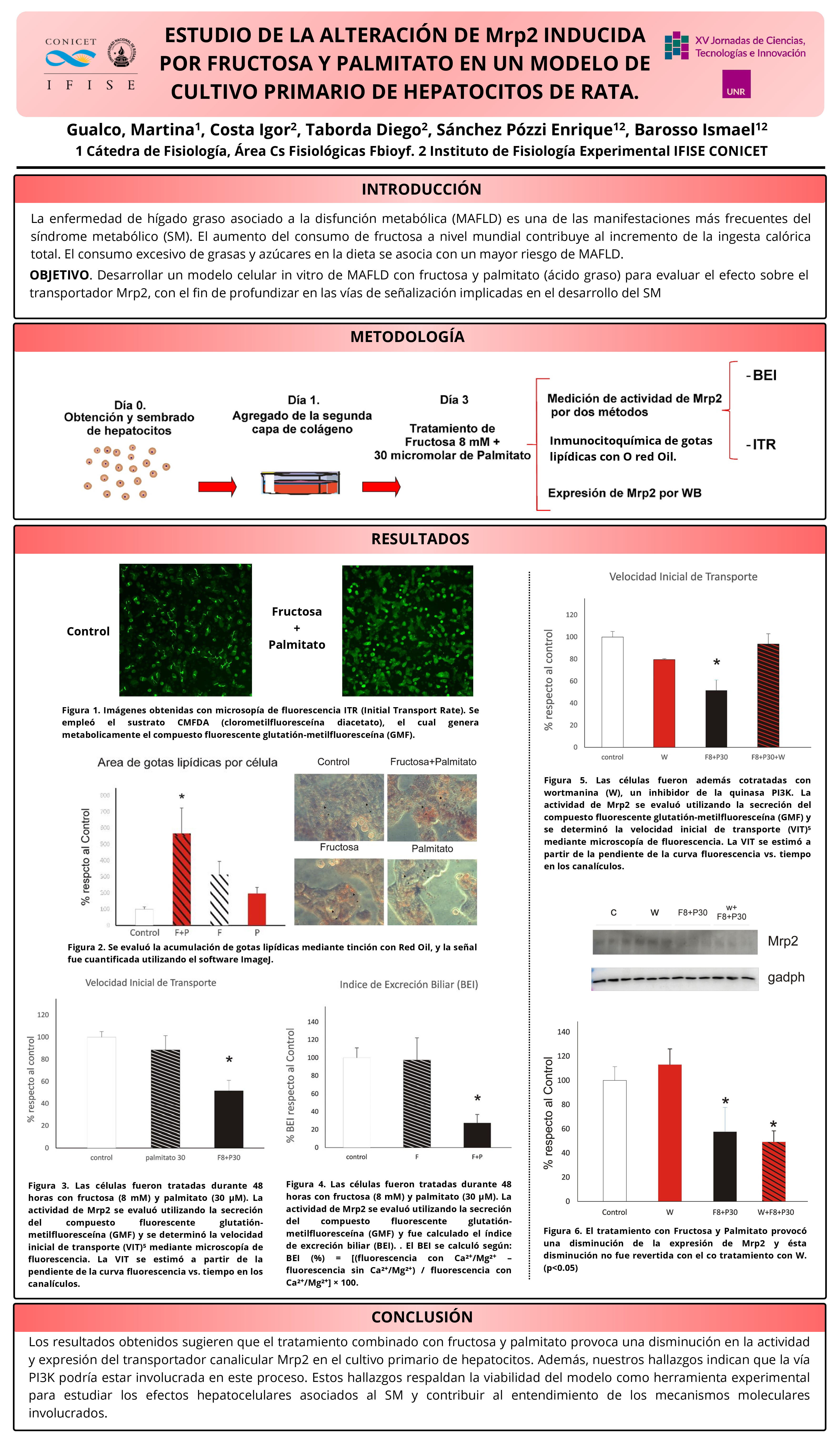 Lee más sobre el artículo ESTUDIO DE LA ALTERACIÓN DE MRP2 INDUCIDA POR FRUCTOSA Y PALMITATO EN UN MODELO DE CULTIVO PRIMARIO DE HEPATOCITOS DE RATA.