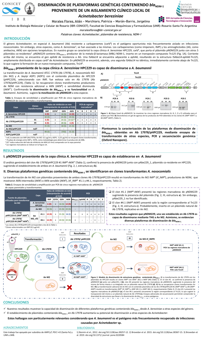 Lee más sobre el artículo DISEMINACIÓN DE PLATAFORMAS GENÉTICAS CONTENIENDO blaNDM-1 PROVENIENTE DE UN AISLAMIENTO CLÍNICO LOCAL DE Acinetobacter bereziniae