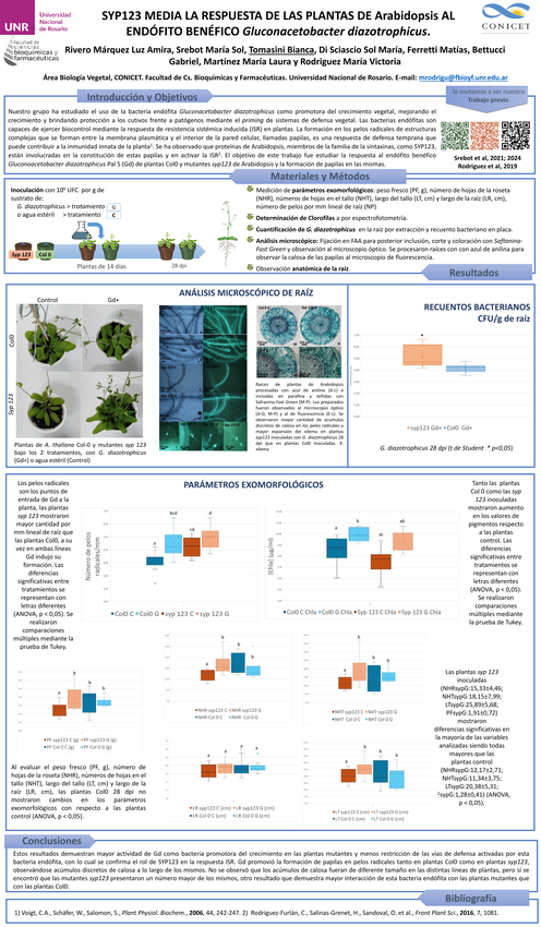 Lee más sobre el artículo SYP123 MEDIA LA RESPUESTA DE LAS PLANTAS DE Arabidopsis AL ENDÓFITO BENÉFICO Gluconacetobacter diazotrophicus