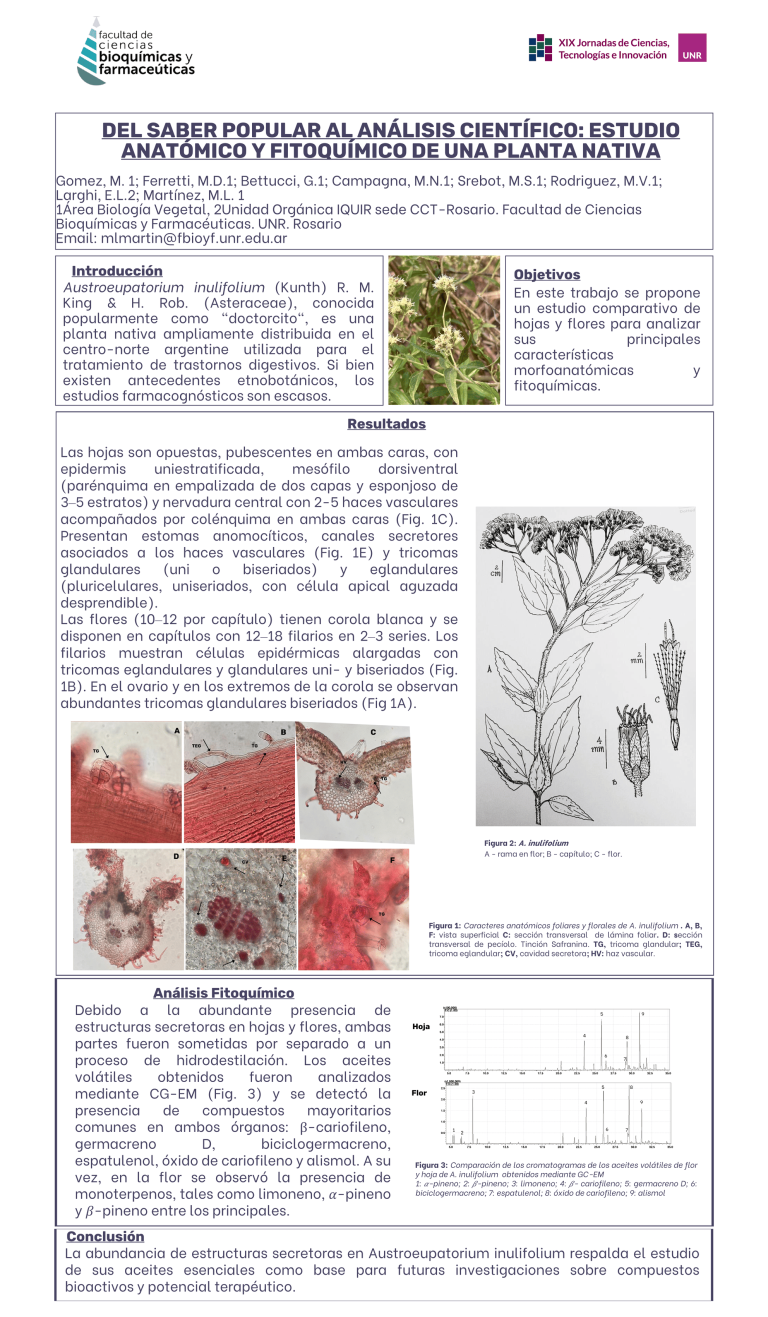 Lee más sobre el artículo DEL SABER POPULAR AL ANÁLISIS CIENTÍFICO: ESTUDIO ANATÓMICO Y FITOQUÍMICO DE UNA PLANTA NATIVA