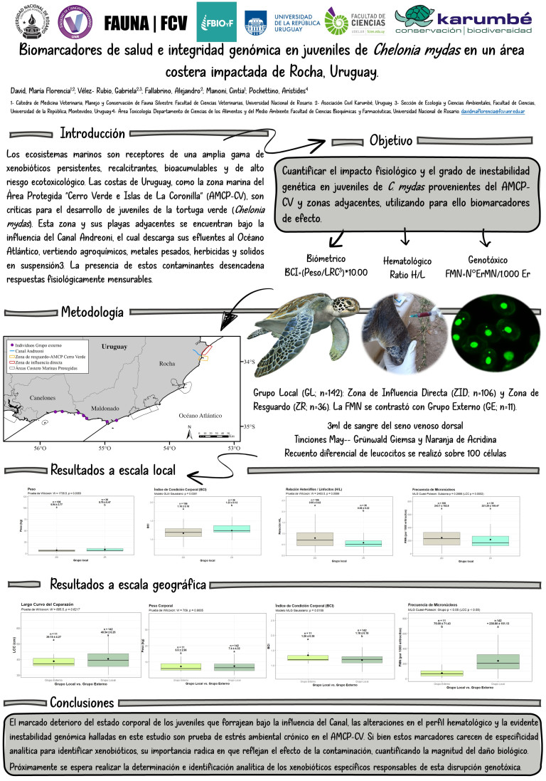 Lee más sobre el artículo BIOMARCADORES DE SALUD E INTEGRIDAD GENÓMICA EN JUVENILES DE Chelonia mydas EN UN ÁREA COSTERA IMPACTADA DE ROCHA, URUGUAY.