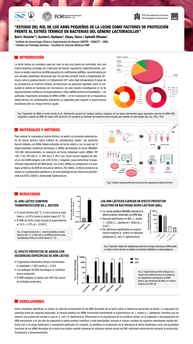 Lee más sobre el artículo “Estudio del rol de los ARNs pequeños de la leche como factores de protección frente al estrés térmico en bacterias del género Lactobacillus”
