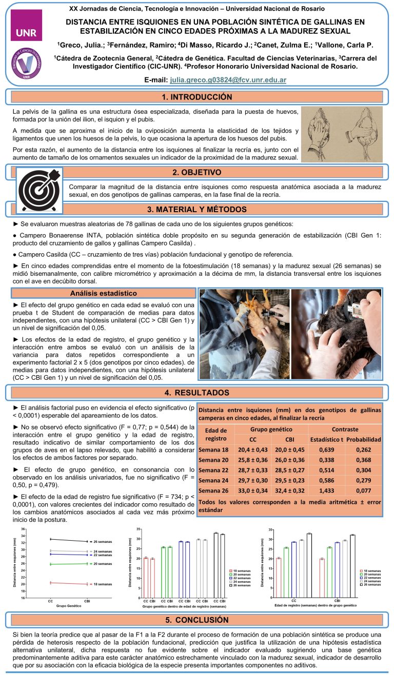 Lee más sobre el artículo DISTANCIA ENTRE ISQUIONES EN UNA POBLACIÓN SINTÉTICA DE GALLINAS CAMPERAS EN ESTABILIZACIÓN EN CINCO EDADES PRÓXIMAS A LA MADUREZ SEXUAL