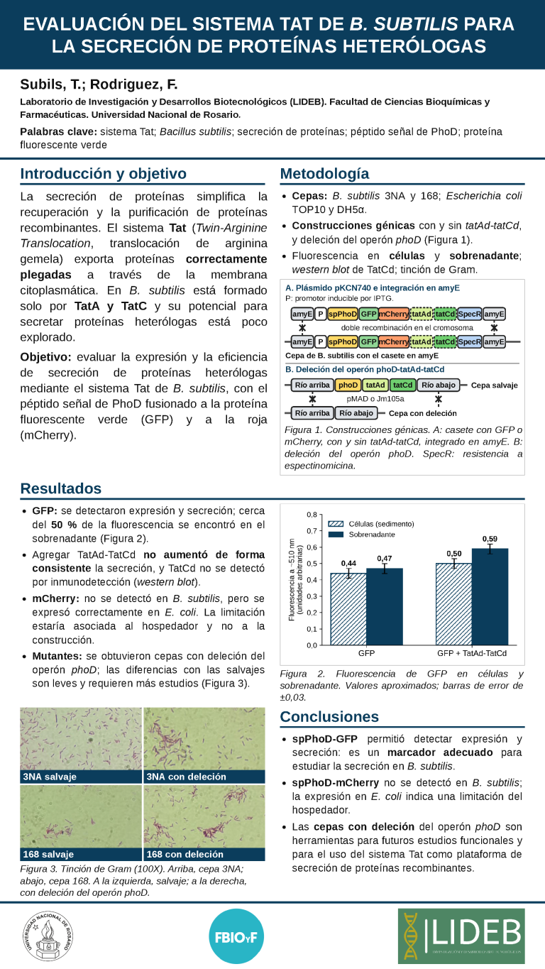 Lee más sobre el artículo EVALUACIÓN DEL SISTEMA TAT DE BACILLUS SUBTILIS PARA LA SECRECIÓN DE PROTEÍNAS HETERÓLOGAS MEDIANTE EL PÉPTIDO SEÑAL DE PHOD