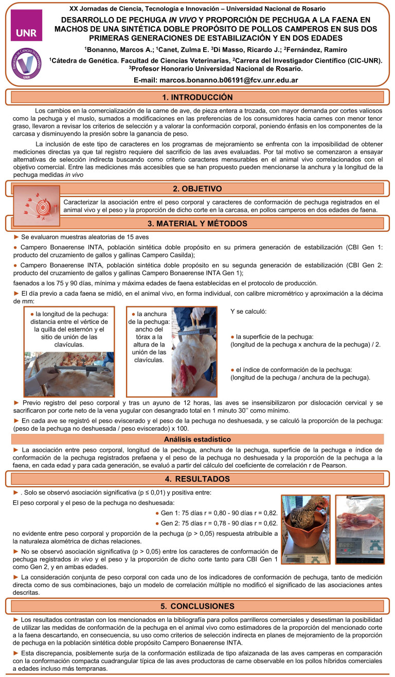 Lee más sobre el artículo DESARROLLO DE PECHUGA IN VIVO Y PROPORCIÓN DE PECHUGA A LA FAENA EN MACHOS DE UNA SINTÉTICA DOBLE PROPÓSITO DE POLLOS CAMPEROS EN SUS DOS PRIMERAS GENERACIONES DE ESTABILIZACIÓN Y EN DOS EDADES