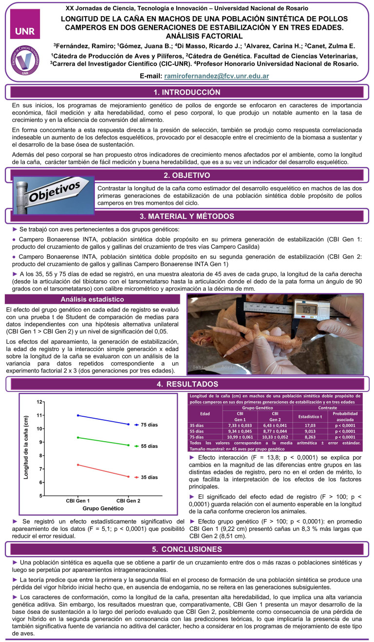 Lee más sobre el artículo LONGITUD DE LA CAÑA EN MACHOS DE UNA POBLACIÓN SINTÉTICA DE POLLOS CAMPEROS EN DOS GENERACIONES DE ESTABILIZACIÓN Y EN TRES EDADES. ANÁLISIS FACTORIAL
