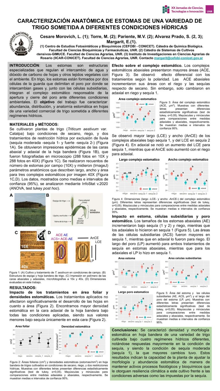 Lee más sobre el artículo CARACTERIZACIÓN ANATÓMICA DE ESTOMAS DE UNA VARIEDAD DE TRIGO SOMETIDA A DIFERENTES CONDICIONES HÍDRICAS